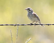Vesper Sparrow
